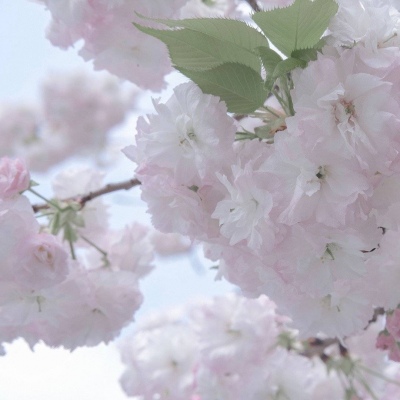 吴堡福瑞交流群